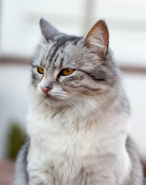 Güzel bir uzun tüylü kedi portresi