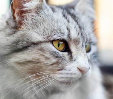 Güzel bir uzun tüylü kedi portresi