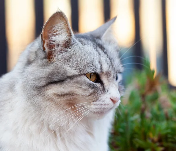 美しい長い髪の猫 黄色目の肖像 — ストック写真