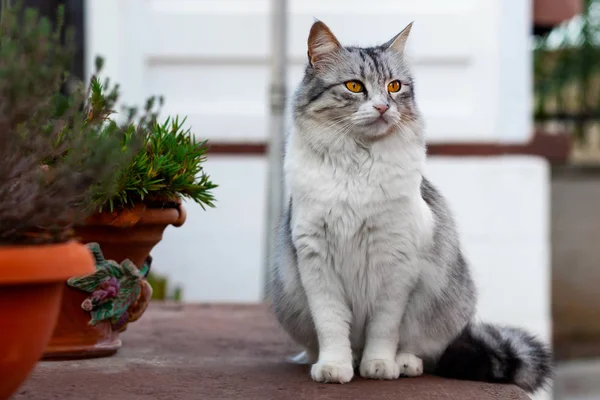 美しい長い髪の猫 黄色目の肖像 — ストック写真