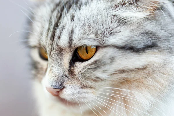 Retrato Hermoso Gato Pelo Largo Blanco Gris Con Ojos Amarillos — Foto de Stock