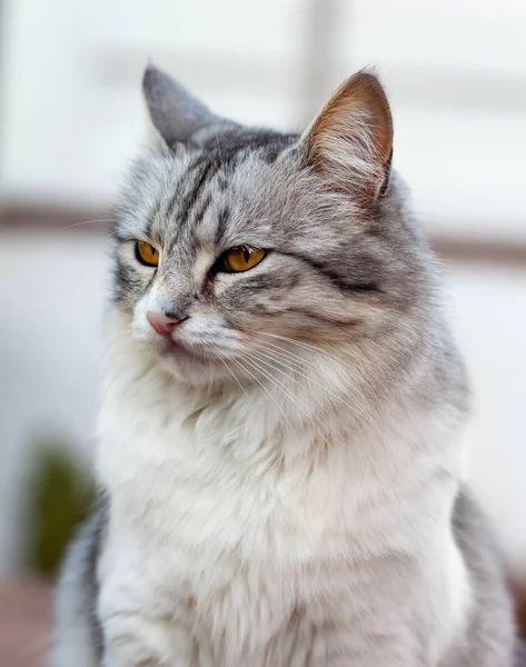 Retrato de un hermoso gato de pelo largo — Foto de Stock