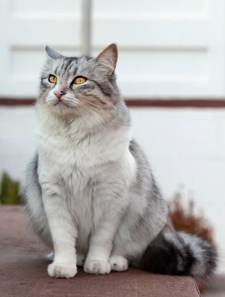 Retrato de um belo gato de cabelos compridos — Fotografia de Stock