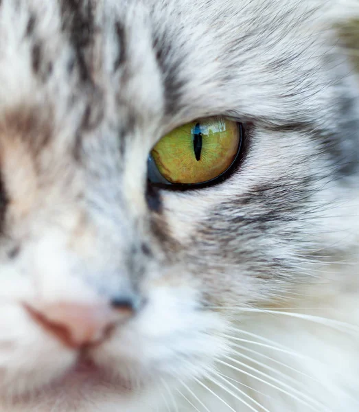 Portrait of a beautiful long-haired cat — Stock Photo, Image