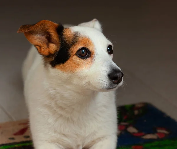 Jack Russell Terrier Köpek Yavrusu Renkli Bir Mindere Döşeme — Stok fotoğraf