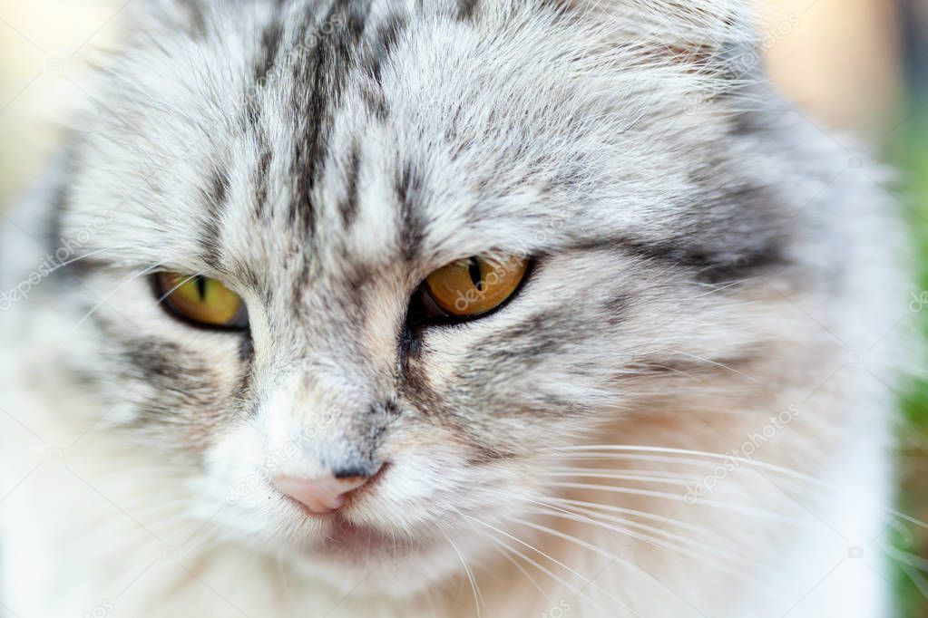 Portrait of a beautiful long-haired cat, white and gray, with yellow eyes.