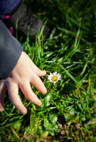 Hand Van Kind Pickin Een Daisy Bloem — Stockfoto