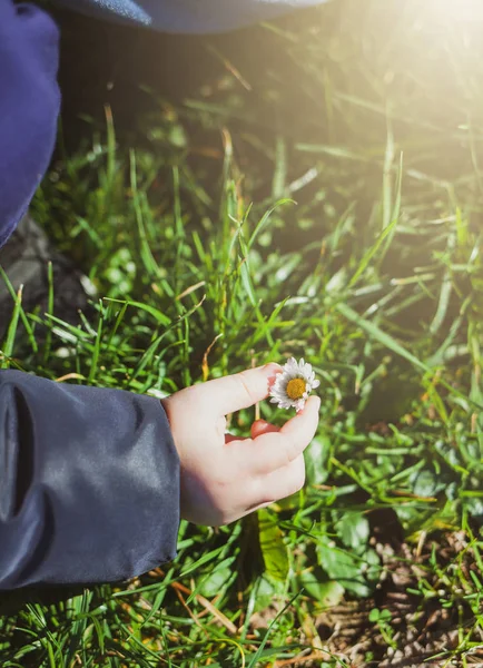 Hand van kind pickin een daisy bloem — Stockfoto