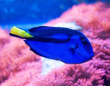 Mavi tang surgeonfish