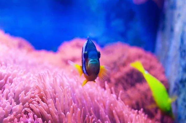 Mavi tang surgeonfish — Stok fotoğraf