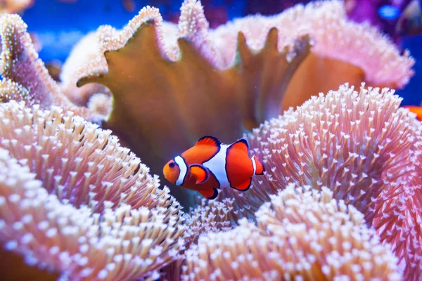 Clown fish swimming in the corals. — Stock Photo, Image