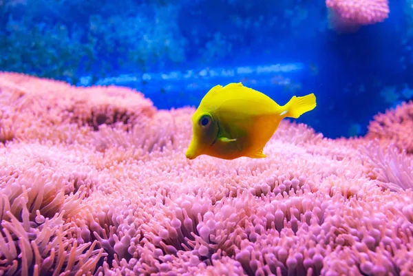 Yellow tang fish. — Stock Photo, Image