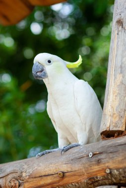 Beyaz sülfür armalı kakadu, Cacatua galerita.