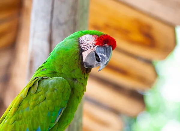 Amerika papağanı papağan kuş — Stok fotoğraf