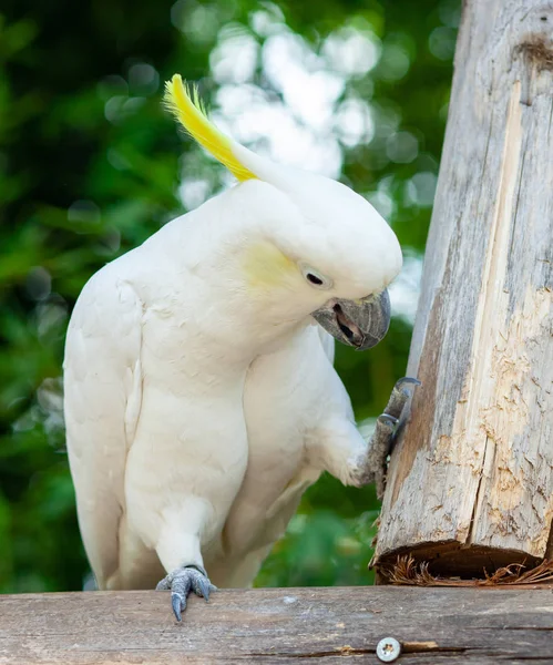 Beyaz sülfür armalı kakadu, Cacatua galerita. — Stok fotoğraf
