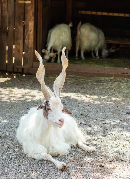 Girgentana 山羊 aegagrus). — ストック写真