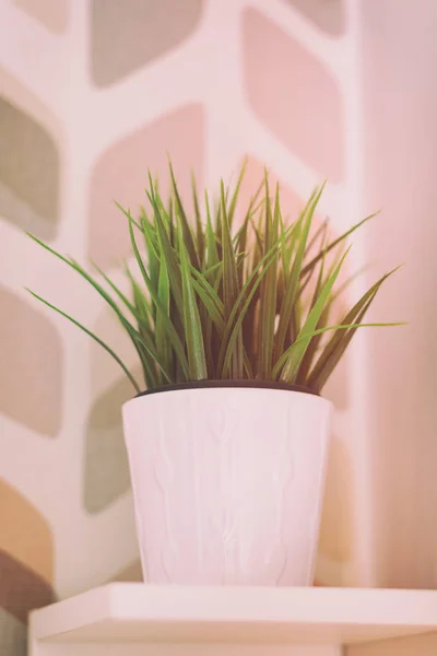 Маленькое зеленое растение на белой полке. Изображение интерьера — стоковое фото