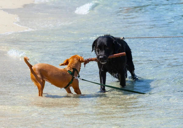 Twee honden touwtrekken met stok te spelen op het strand — Stockfoto