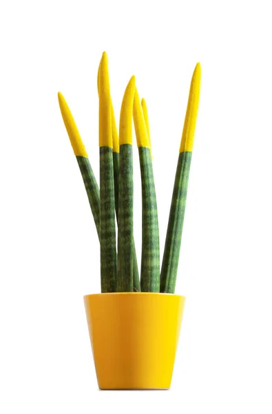 Sansevieria, bársony touchz sárga színnel. — Stock Fotó