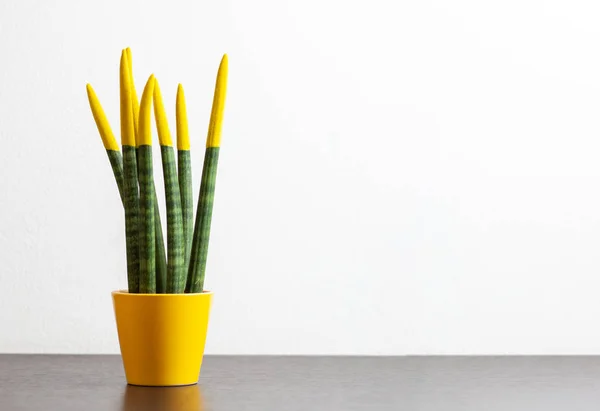 Sansevieria, tacto terciopelo con color amarillo . — Foto de Stock