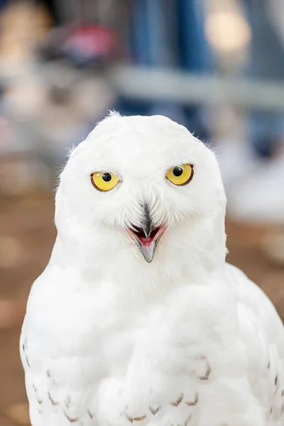 Snowy Owl - Bubo scandiacus — Stok Foto
