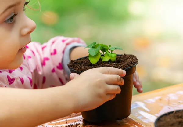 View of toddler child planting young beet seedling in to a ferti — Stockfoto