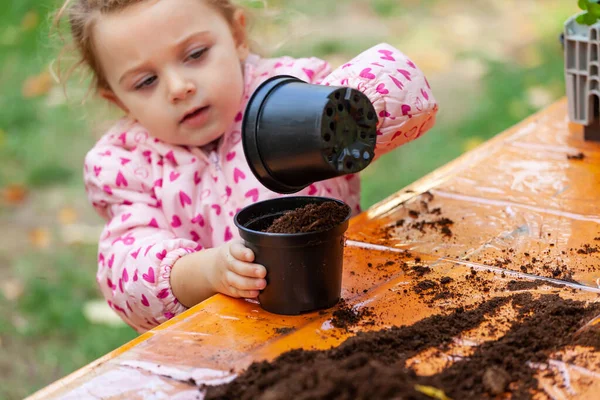 View of toddler child planting young beet seedling in to a ferti — Stockfoto