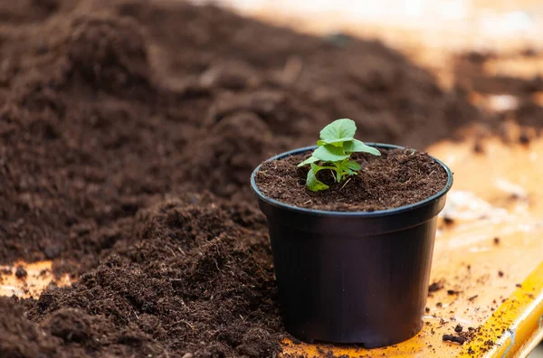 Young fresh seedling stands in plastic pot. — Stock Photo, Image