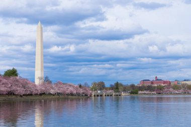 Cherry Blossom Festivali gelgit Havzası, Washington Dc, ABD, Washington Anıtı
