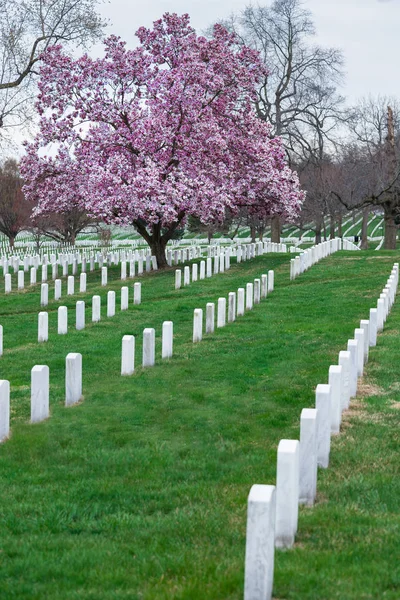 Arlington National Cemetery Güzel Cherry Blossom Mezar Taşları Washington Abd — Stok fotoğraf