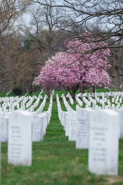 Arlington National Cemetery Beautiful Cherry Blossom Gravestones Washington — Foto de Stock