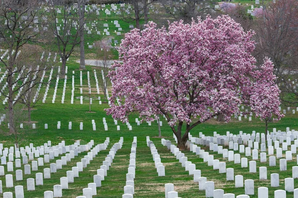阿灵顿国家公墓与美丽的樱桃开花和墓碑 华盛顿特区 — 图库照片