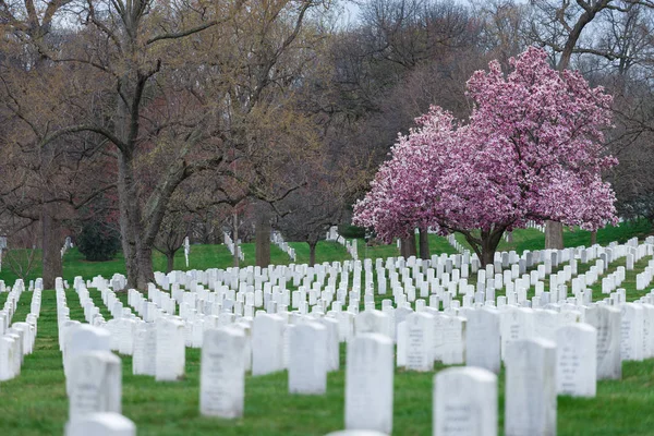 阿灵顿国家公墓与美丽的樱桃开花和墓碑 华盛顿特区 — 图库照片