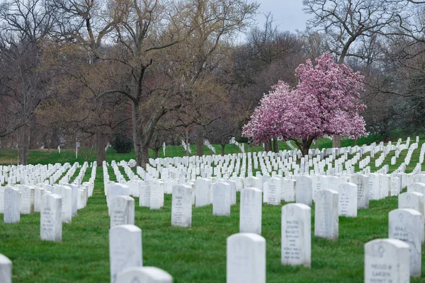 Arlington National Cemetery Güzel Cherry Blossom Mezar Taşları Washington Abd — Stok fotoğraf