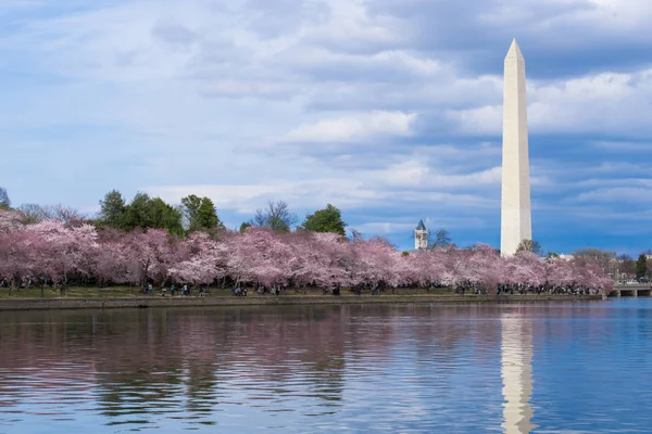 Cherry Blossom Festivali Gelgit Havzası Washington Abd Washington Anıtı — Stok fotoğraf