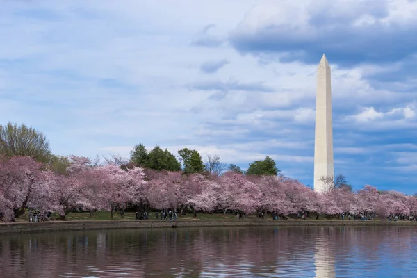 Cherry Blossom Festivali Gelgit Havzası Washington Abd Washington Anıtı — Stok fotoğraf