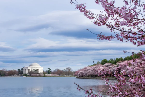 Thomas Jefferson Memorial Gelgit Havzası Washington Abd Cherry Blossom Festivali — Stok fotoğraf