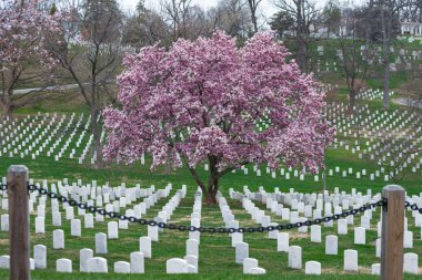 Arlington National Cemetery güzel Cherry Blossom ve mezar taşları, Washington Dc, ABD