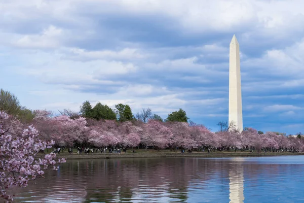 Cherry Blossom Festivali Gelgit Havzası Washington Abd Washington Anıtı — Stok fotoğraf