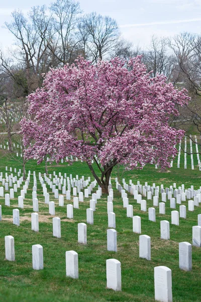 Cimitero Nazionale Arlington Con Bella Cherry Blossom Lapidi Washington Usa — Foto Stock