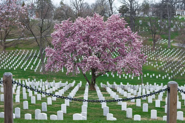 Arlington National Cemetery Güzel Cherry Blossom Mezar Taşları Washington Abd — Stok fotoğraf