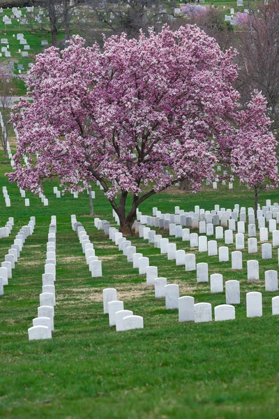 Arlington National Cemetery Güzel Cherry Blossom Mezar Taşları Washington Abd — Stok fotoğraf