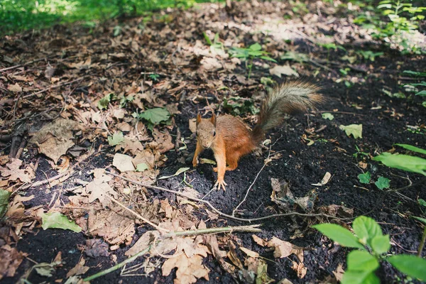 Squirrel Sits Ground Eats Nut — Stock Photo, Image