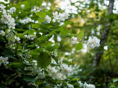 Yasemin çiçeği ağaçta büyüyen