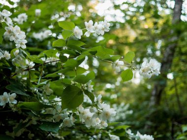 Yasemin çiçeği ağaçta büyüyen