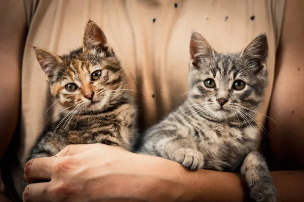 Very Cute Beautiful Couple Kittens — Stock Photo, Image