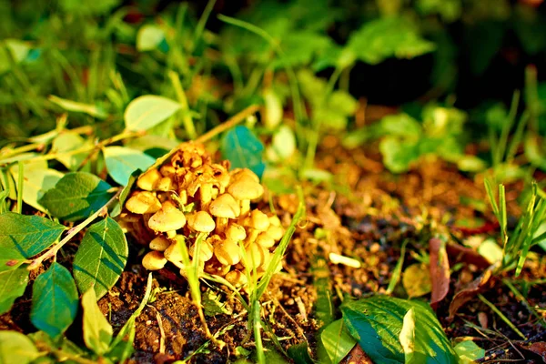 Muchas Setas Crecen Árbol — Foto de Stock