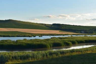    Güneşli bir gün, bir buğday alanı ve bulrush bir göl.