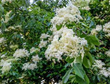 Sambucus beyaz çiçekleri çiy damlalarında