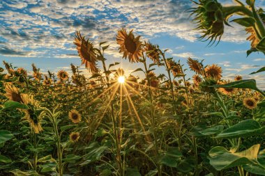Palmiye ağaçları ve mavi gökyüzü